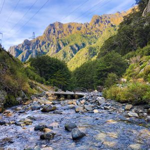 Driftdeck in its natural environment. Borland Pass, Fiordland National Park